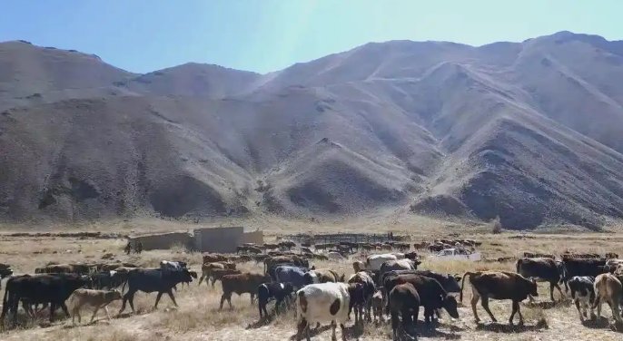 多元化乡村振兴